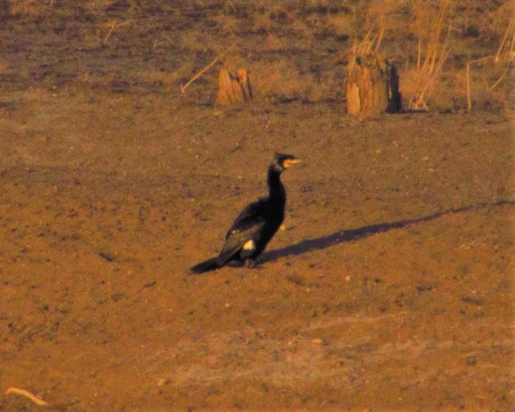 Great Cormorant