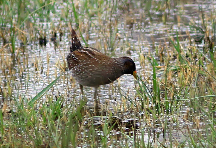 Spotted Crake