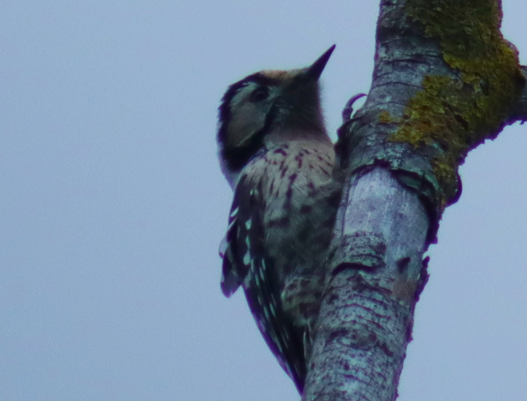Lesser Spotted Woodpecker