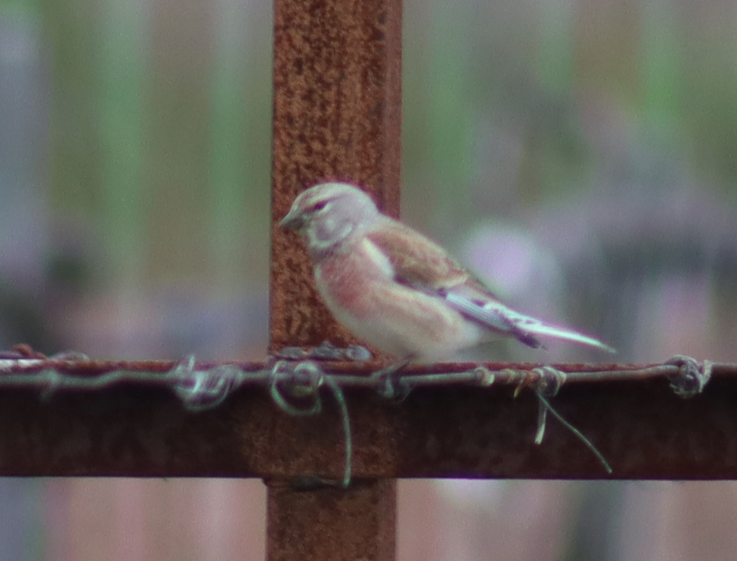 Common Linnet