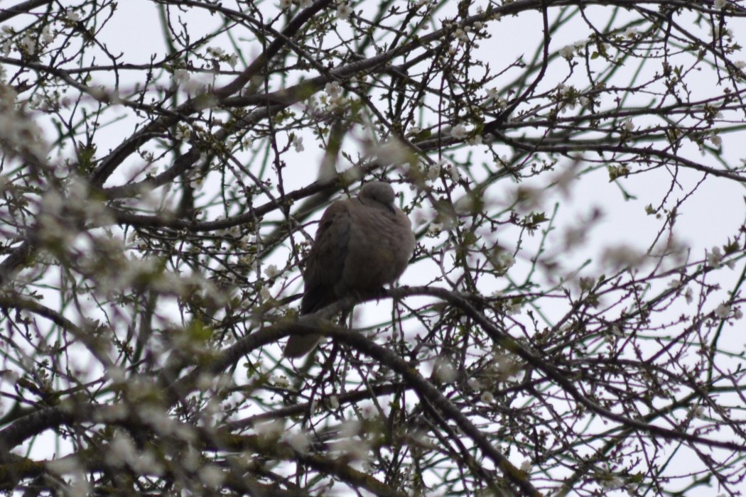 Eurasian Collared Dove