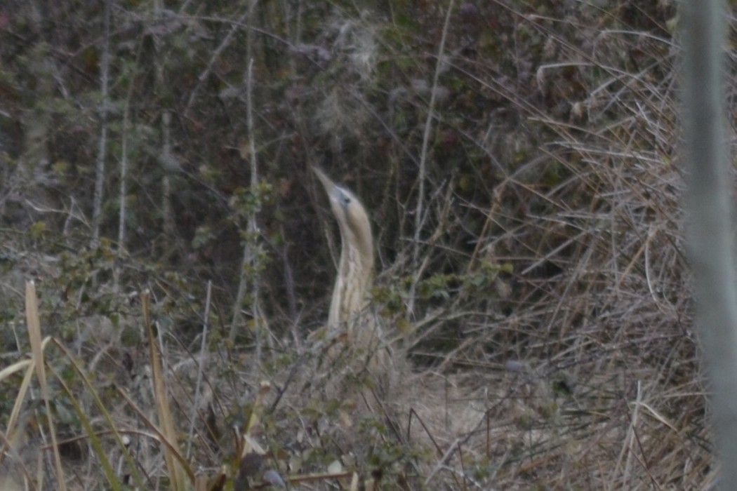 Eurasian Bittern