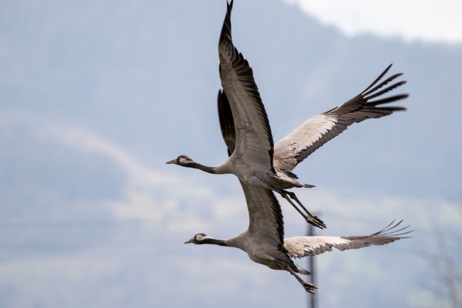 Common Crane