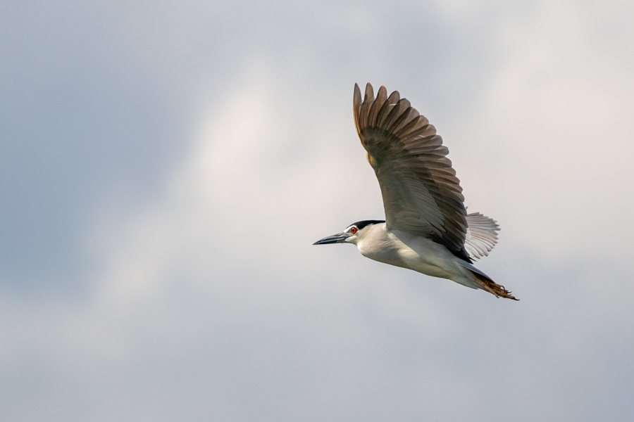 Black-crowned Night Heron
