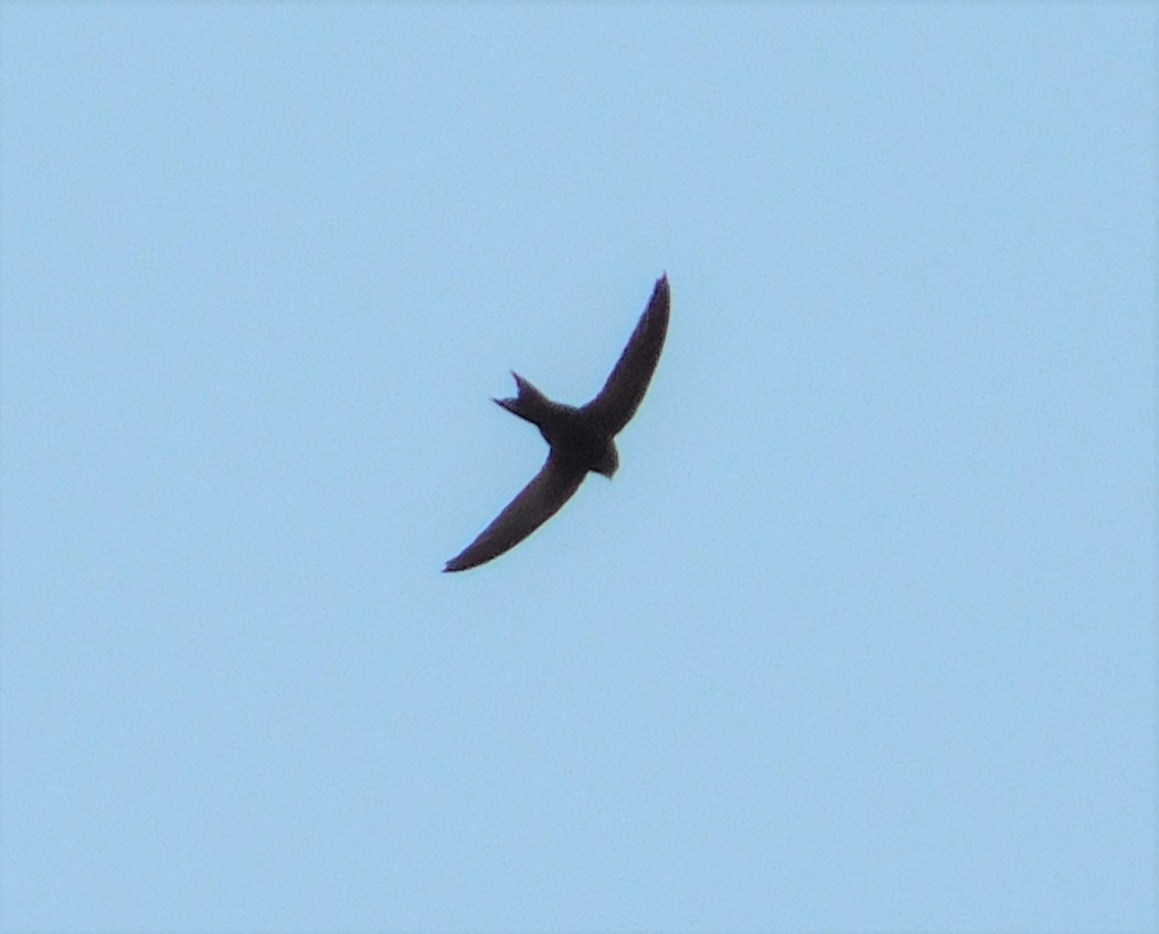 Common Swift