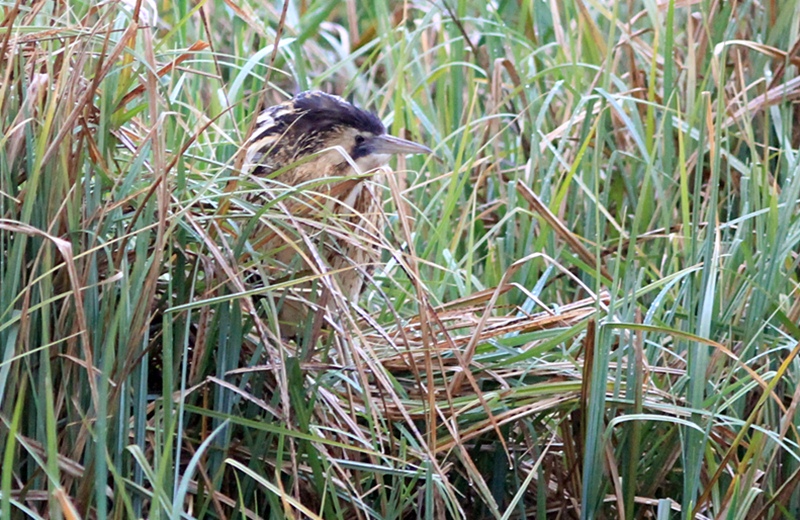 Eurasian Bittern