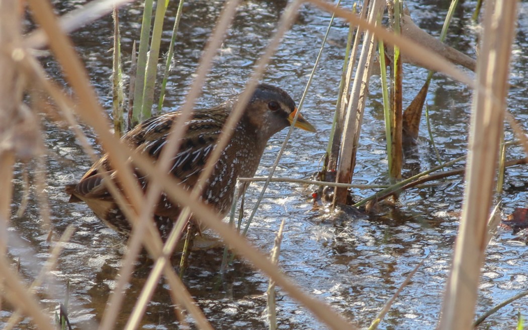 Spotted Crake