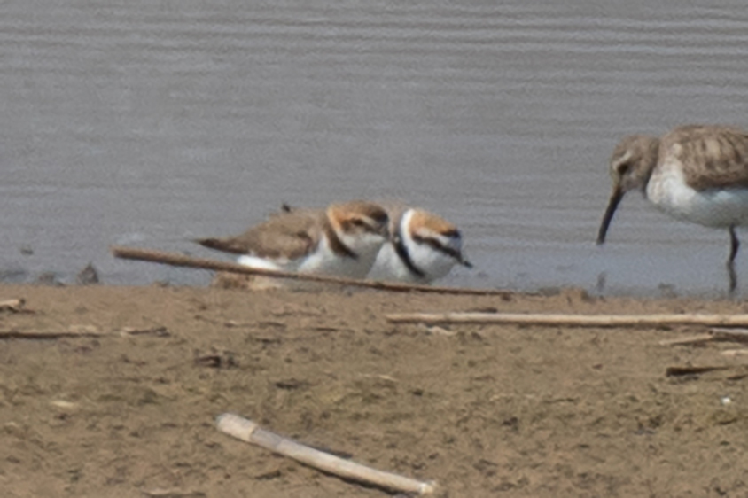 Kentish Plover