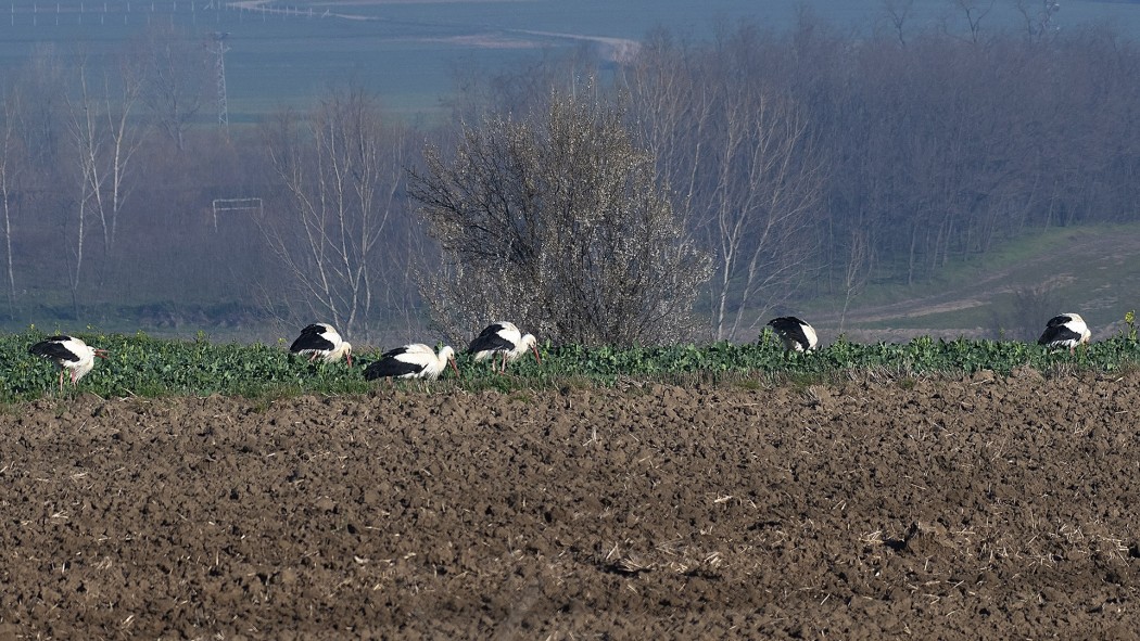 White Stork