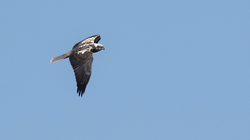 Western Marsh Harrier