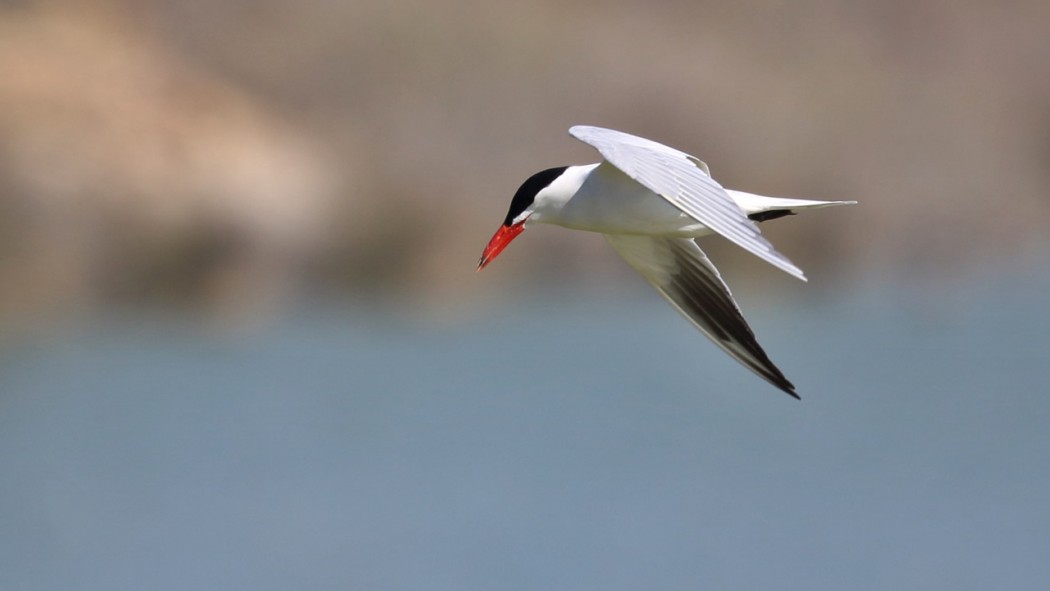 Caspian Tern