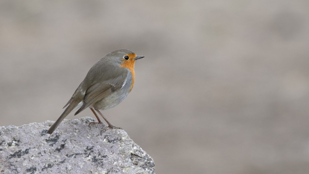European Robin