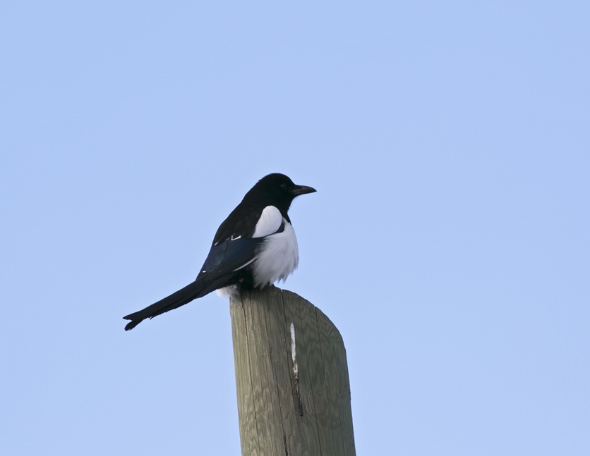 Eurasian Magpie