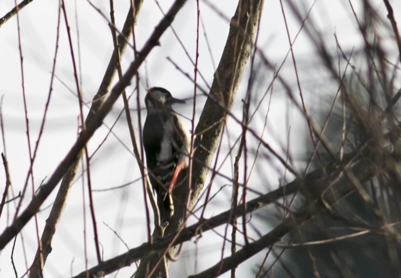 Great Spotted Woodpecker