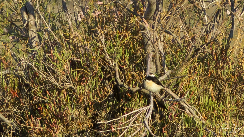 Cyprus Wheatear