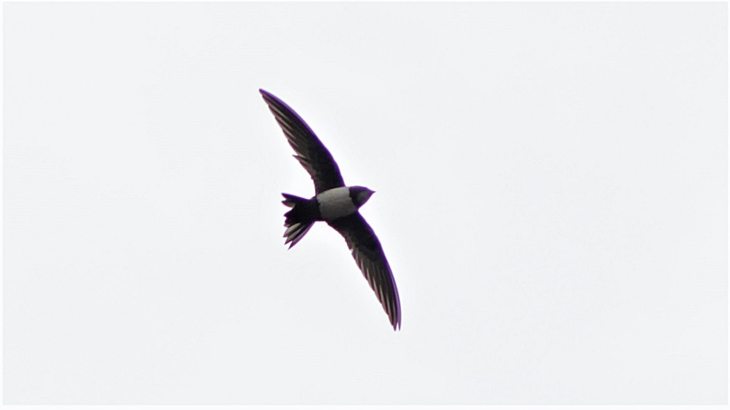 Alpine Swift