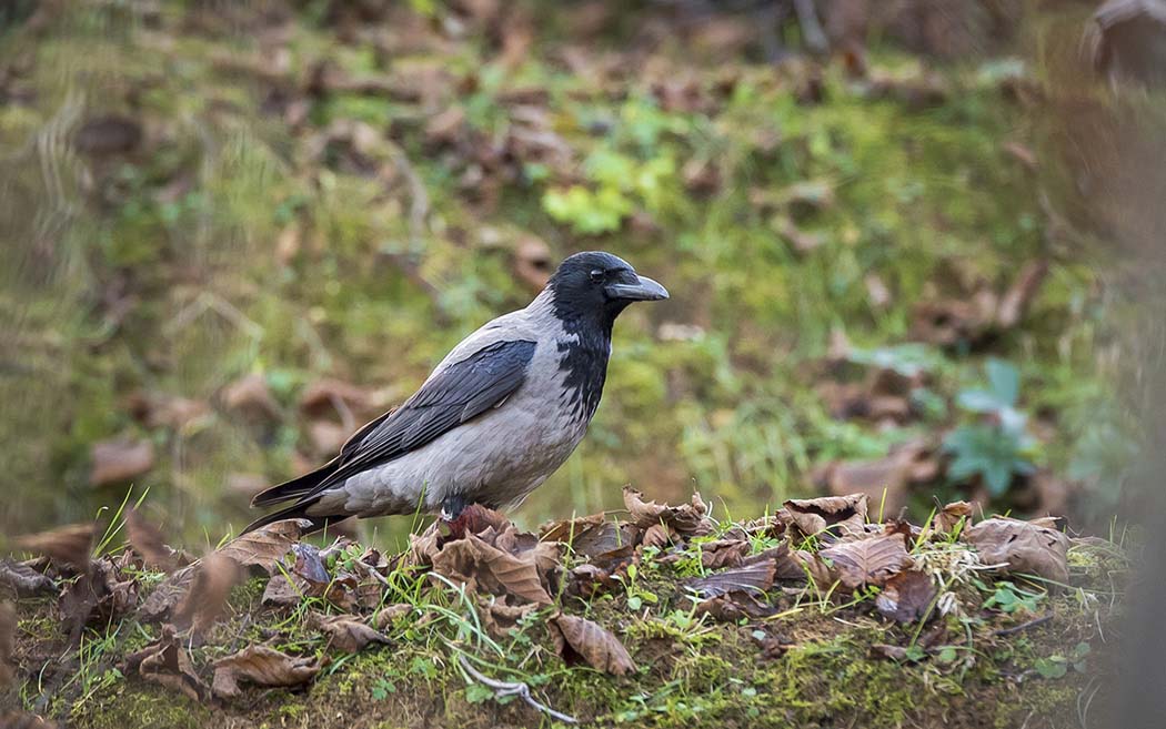 Hooded Crow
