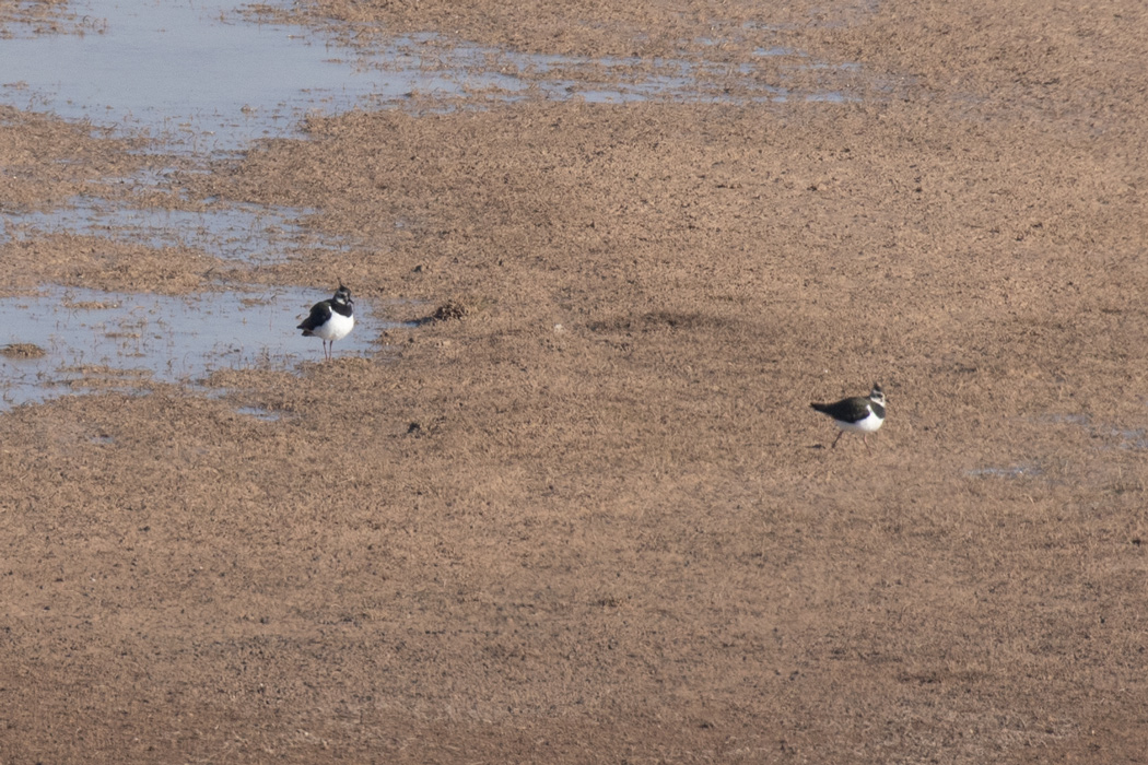 Northern Lapwing
