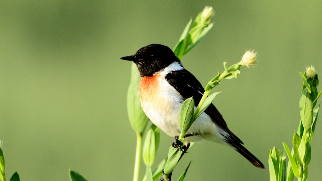 Siberian Stonechat