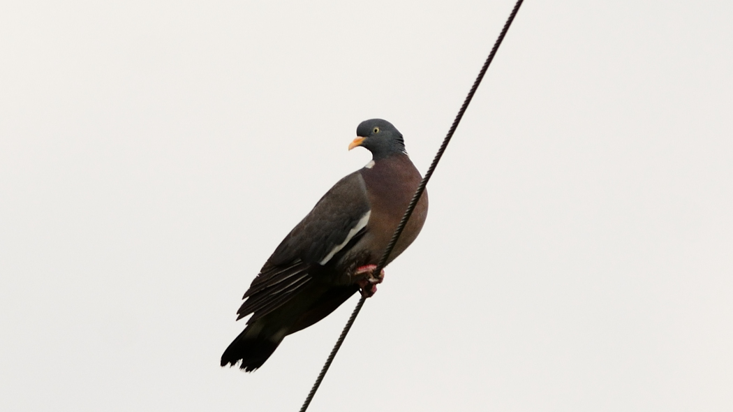 Common Wood Pigeon