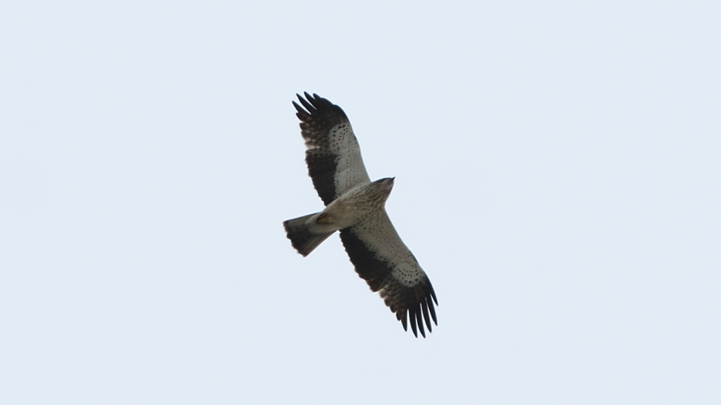 Booted Eagle