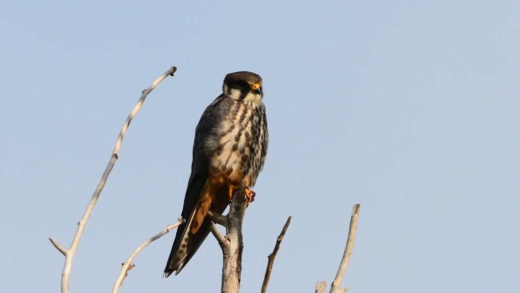 Eurasian Hobby