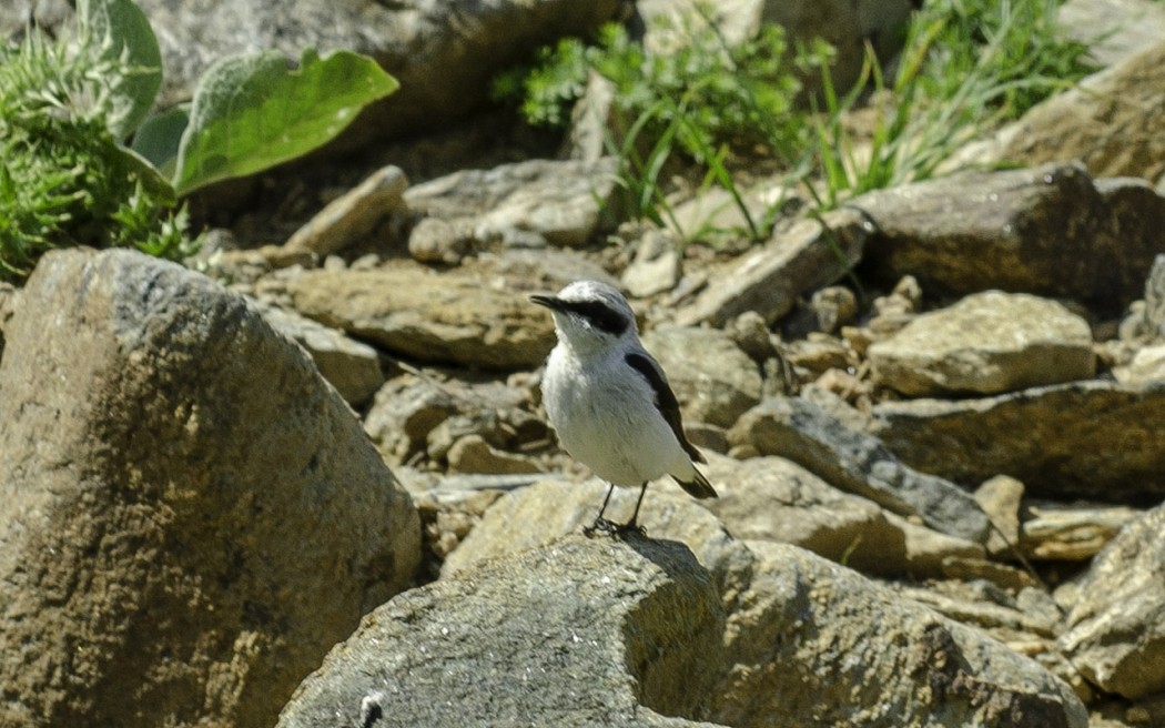 Northern Wheatear