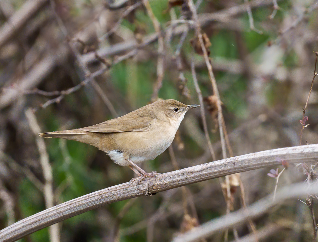 Savi`s Warbler