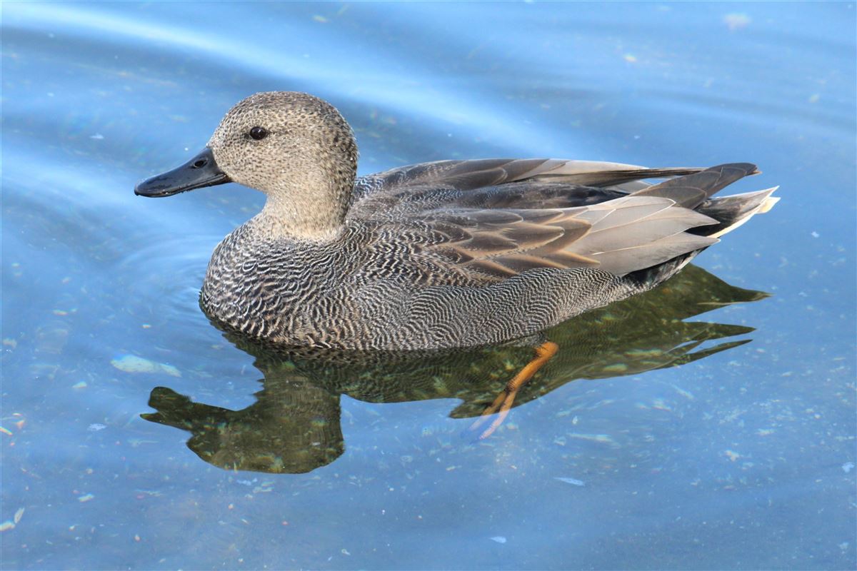 Gadwall