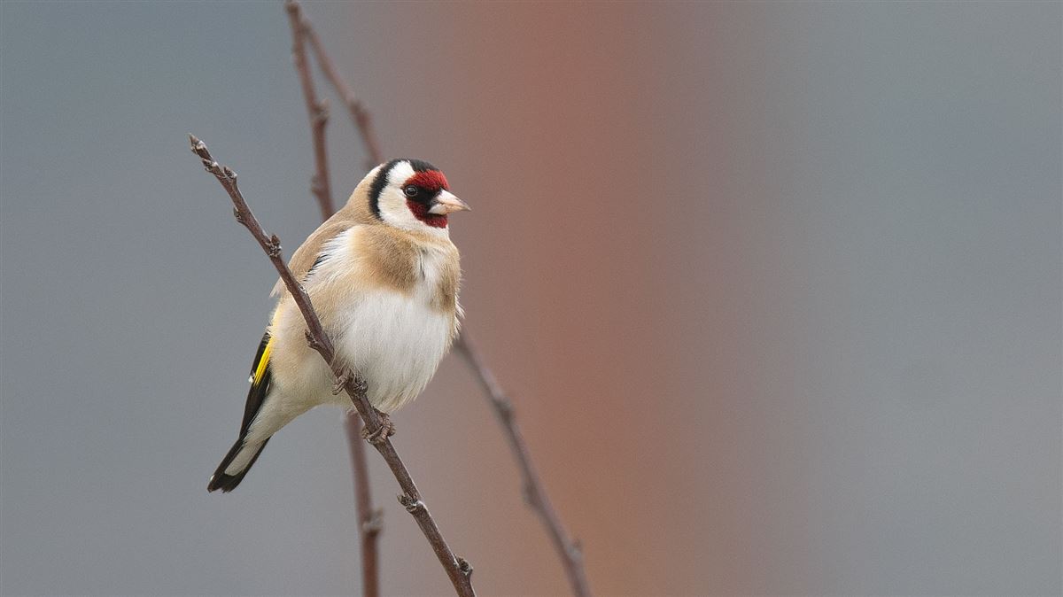 European Goldfinch