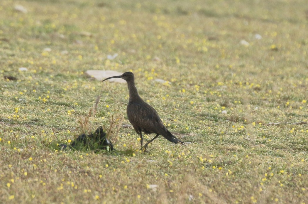 Eurasian Whimbrel