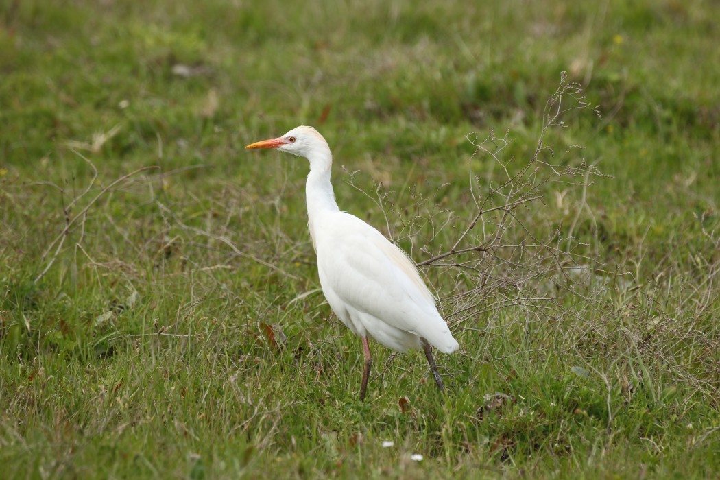 Western Cattle Egret