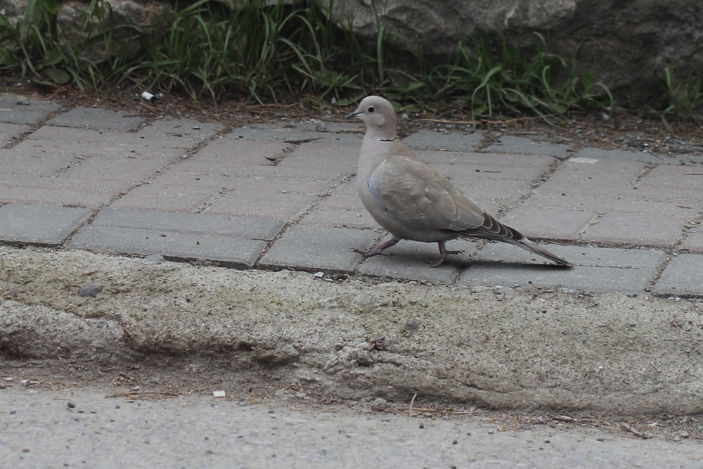 Eurasian Collared Dove