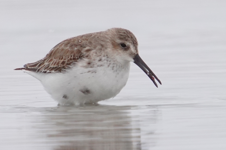 Dunlin