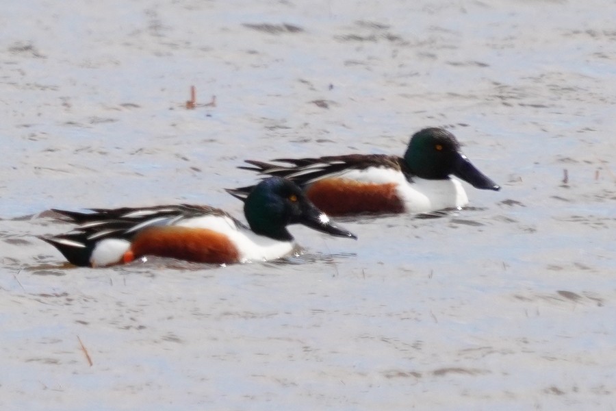 Northern Shoveler