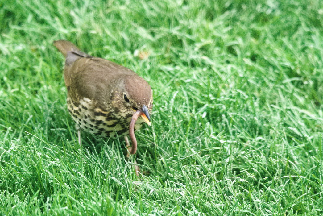 Song Thrush
