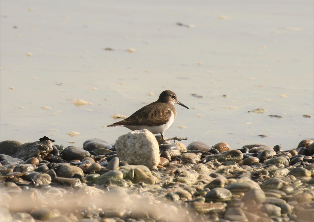 Common Sandpiper