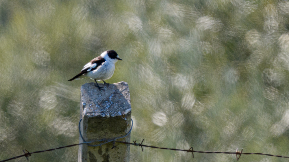 Collared Flycatcher