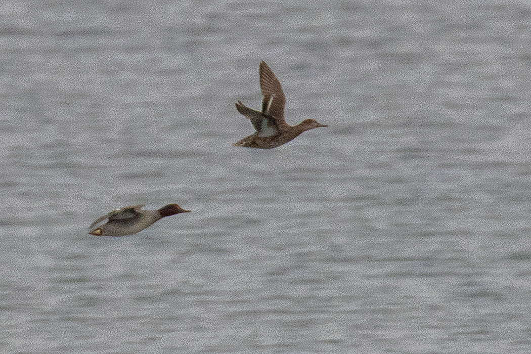Eurasian Teal