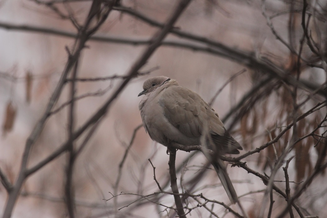 Eurasian Collared Dove