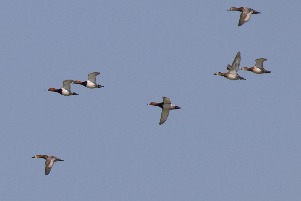 Common Pochard