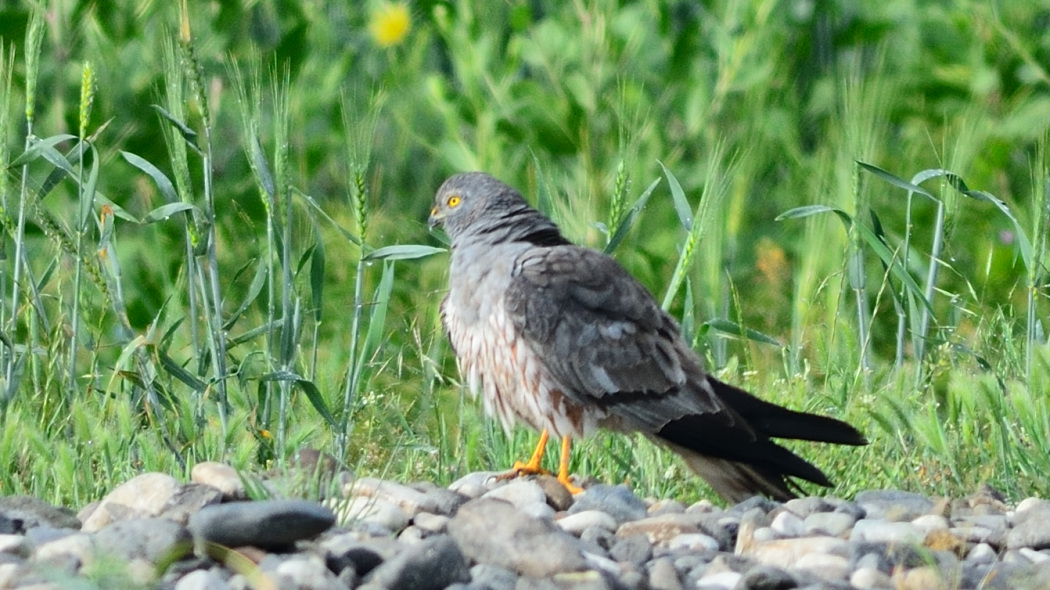 Montagu`s Harrier