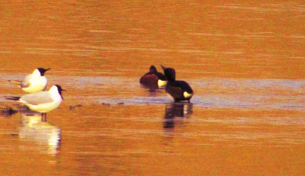 Ferruginous Duck