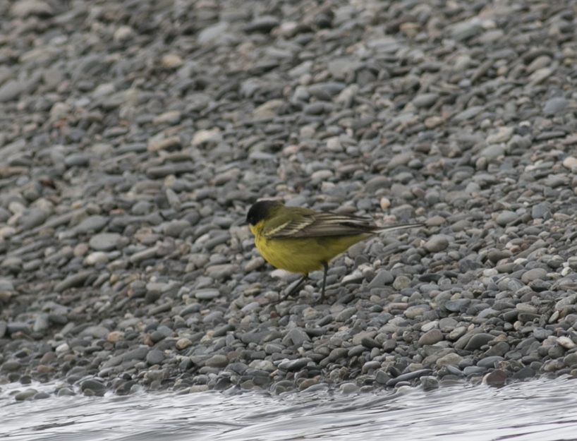 Western Yellow Wagtail