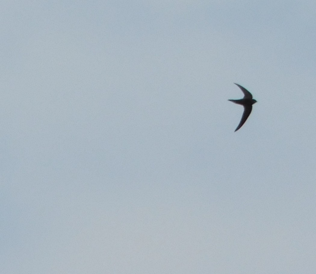 Common Swift