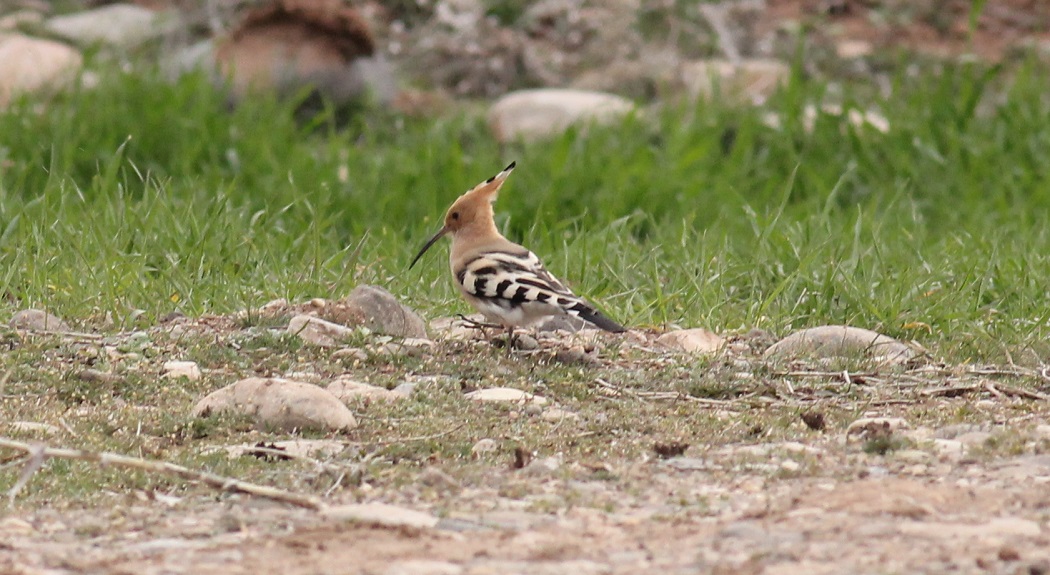Common Hoopoe