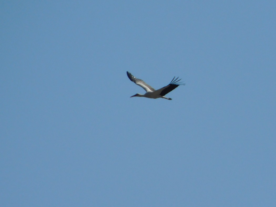 White Stork