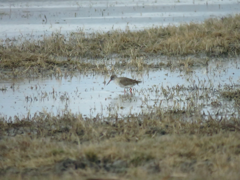 Common Redshank