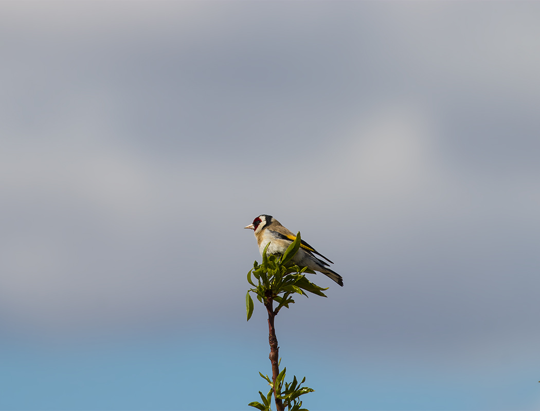 European Goldfinch