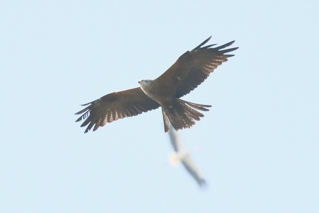 Black Kite